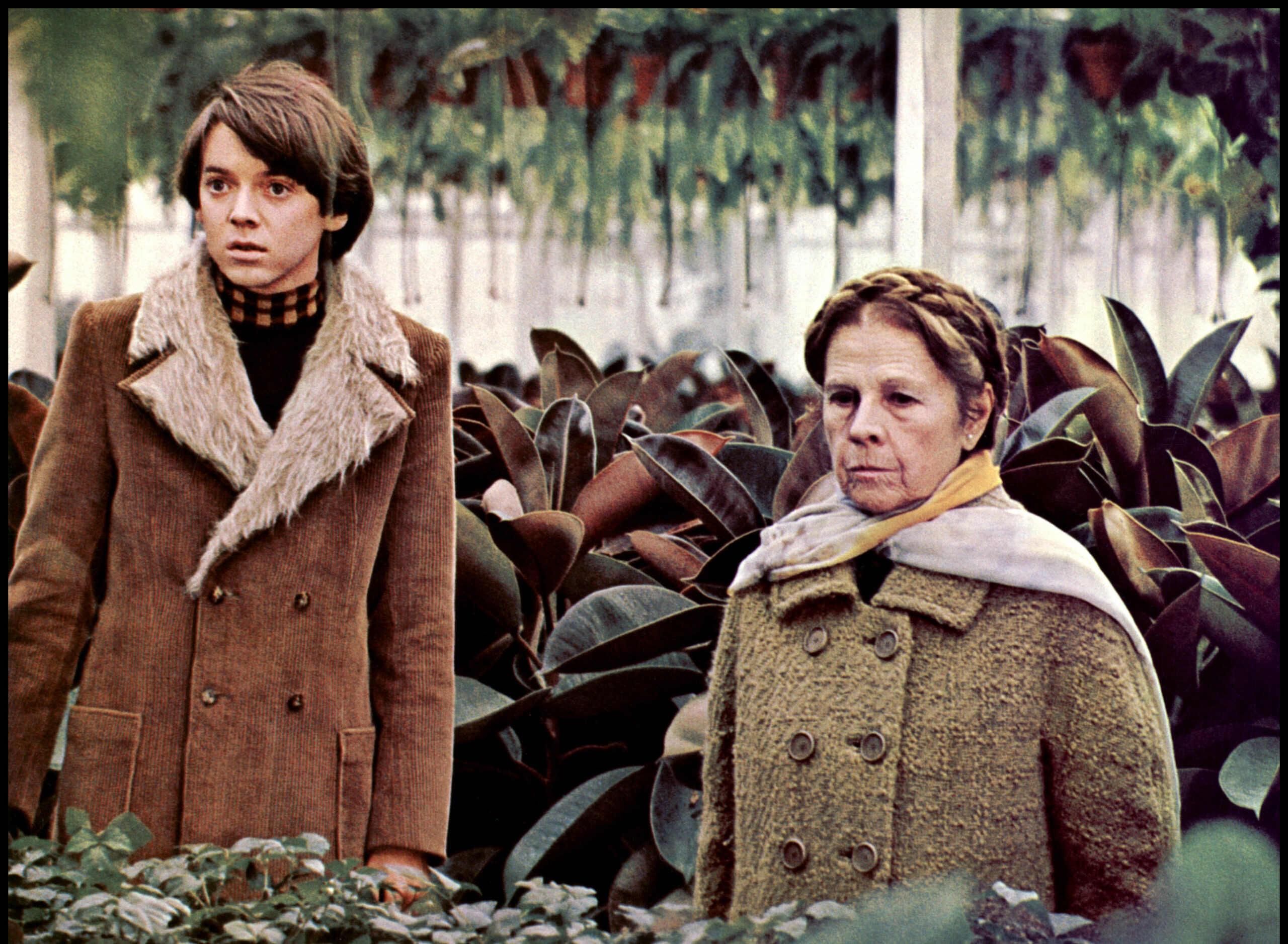 US-Kultfilm „Harold und Maude“
