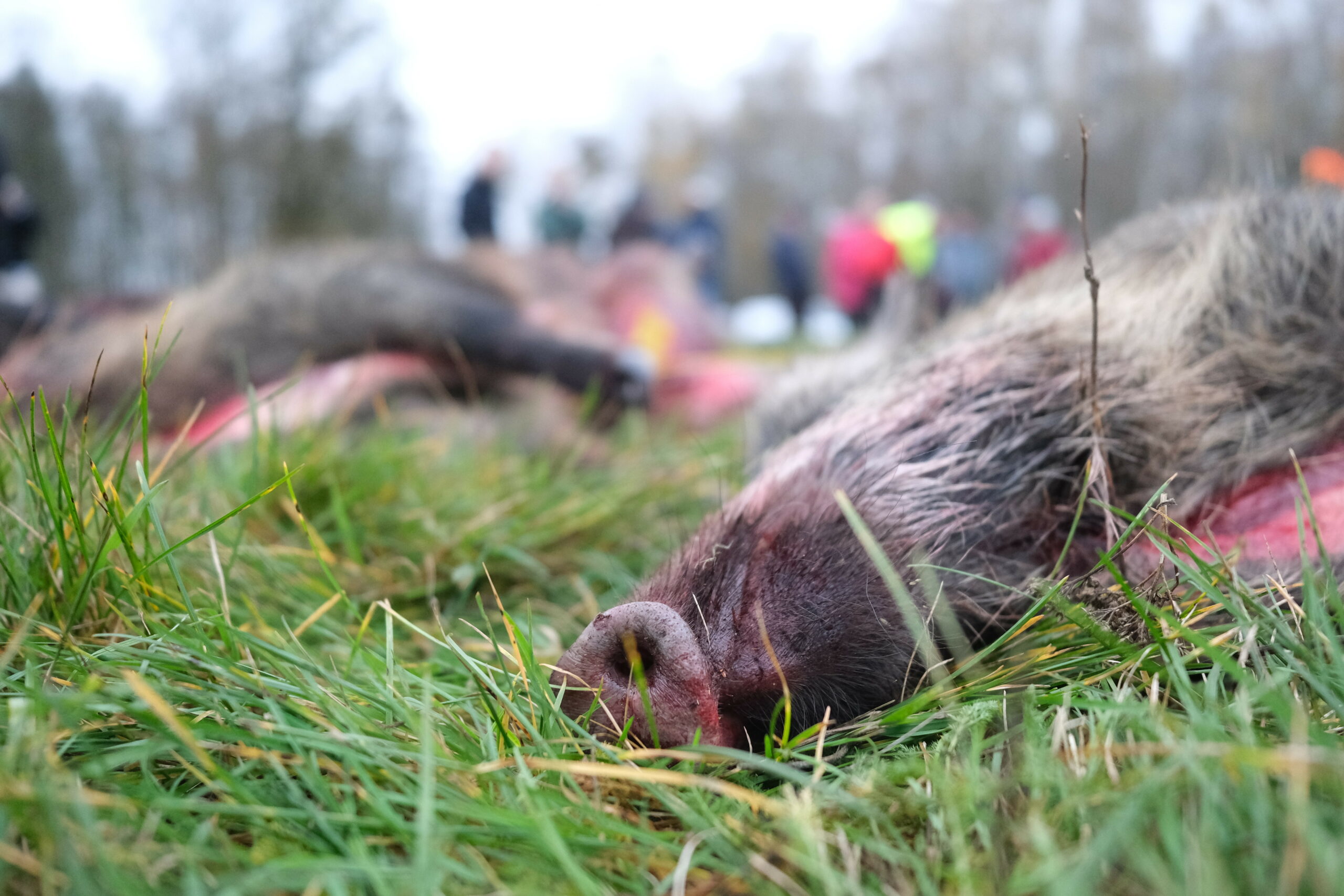 Abgeschossene Wildschweine liegen auf einer Wiese