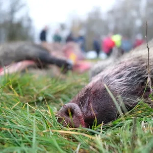 Abgeschossene Wildschweine liegen auf einer Wiese