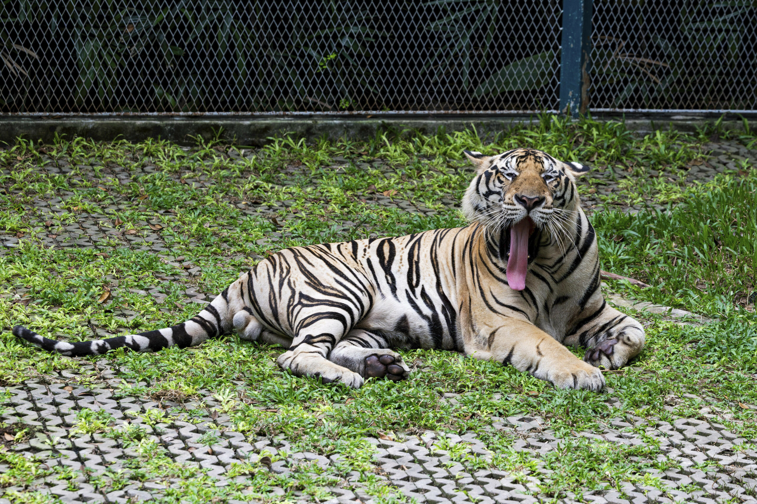 Tiger Tierpark Thailand