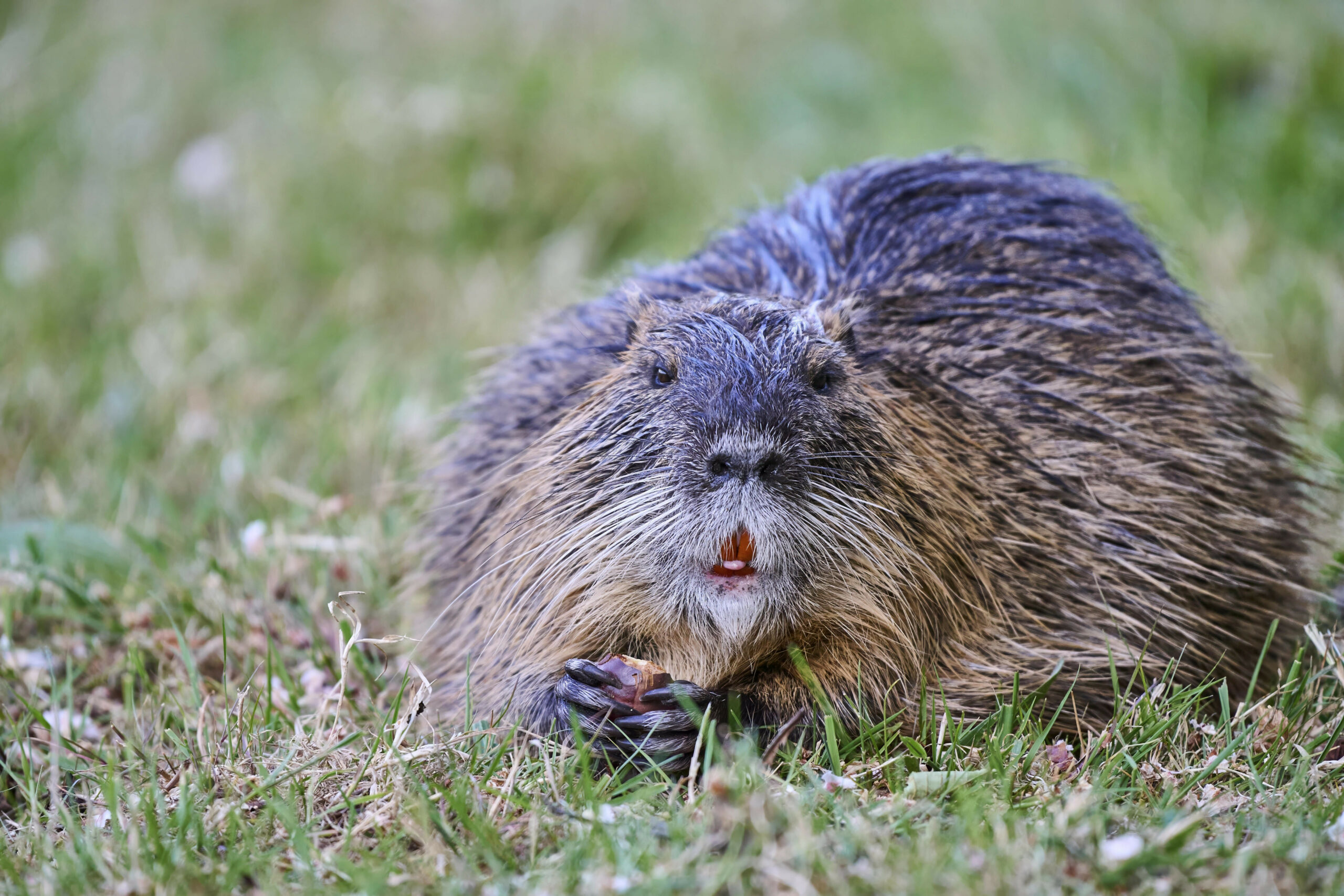Nutrias breiten sich aus – und werden in Norddeutschland gejagt.