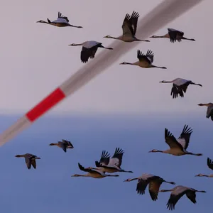 Kraniche fliegen an einer Windenergieanlage vorbei.