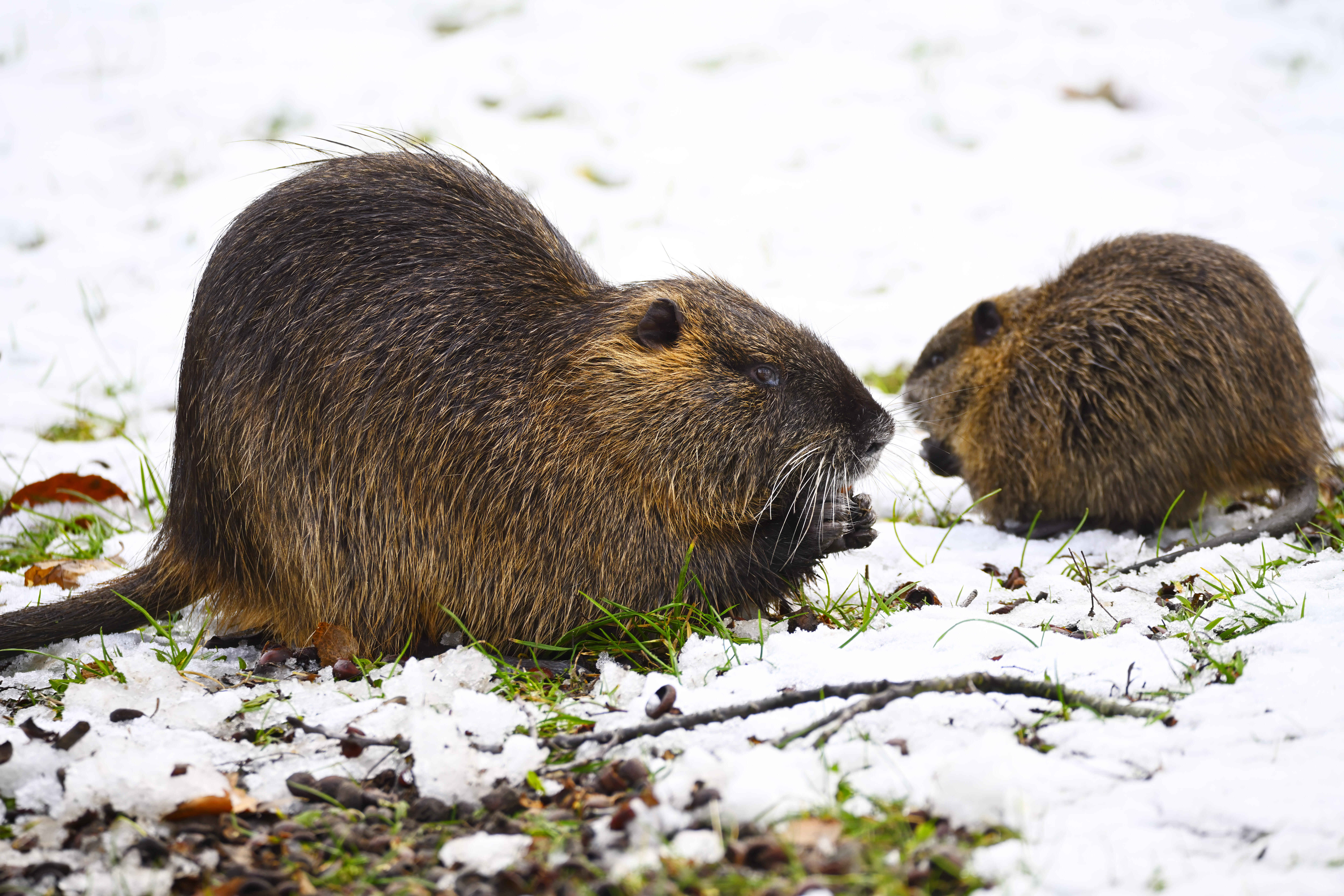 Die niedlichen Nutrias, auch Sumpfbiber genannt, haben sich in Norddeutschland rasant ausgebreitet und stellen nun ein Problem für die Sicherheit der Deiche dar.