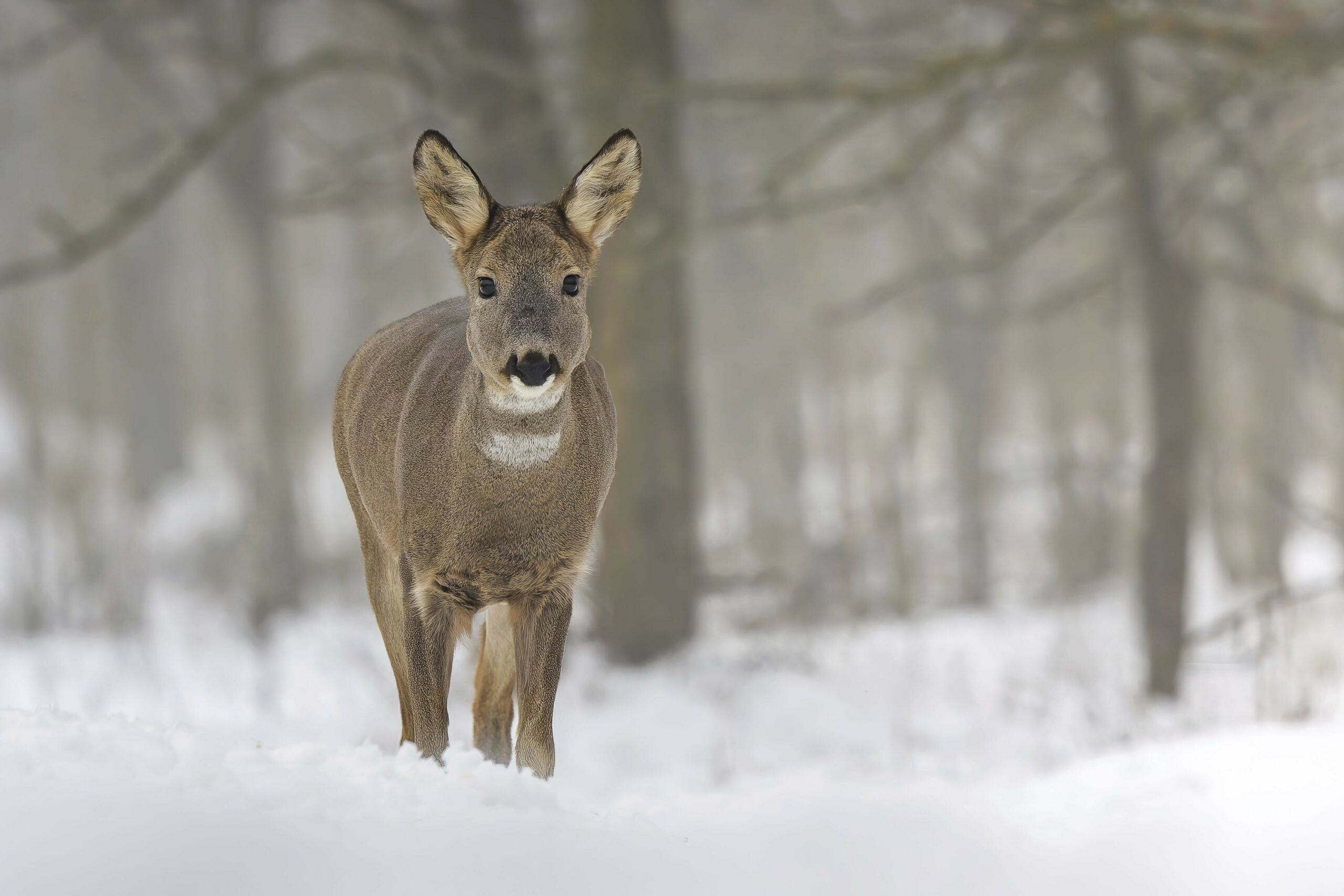 Ein Reh steht im schneebedeckten Wald.
