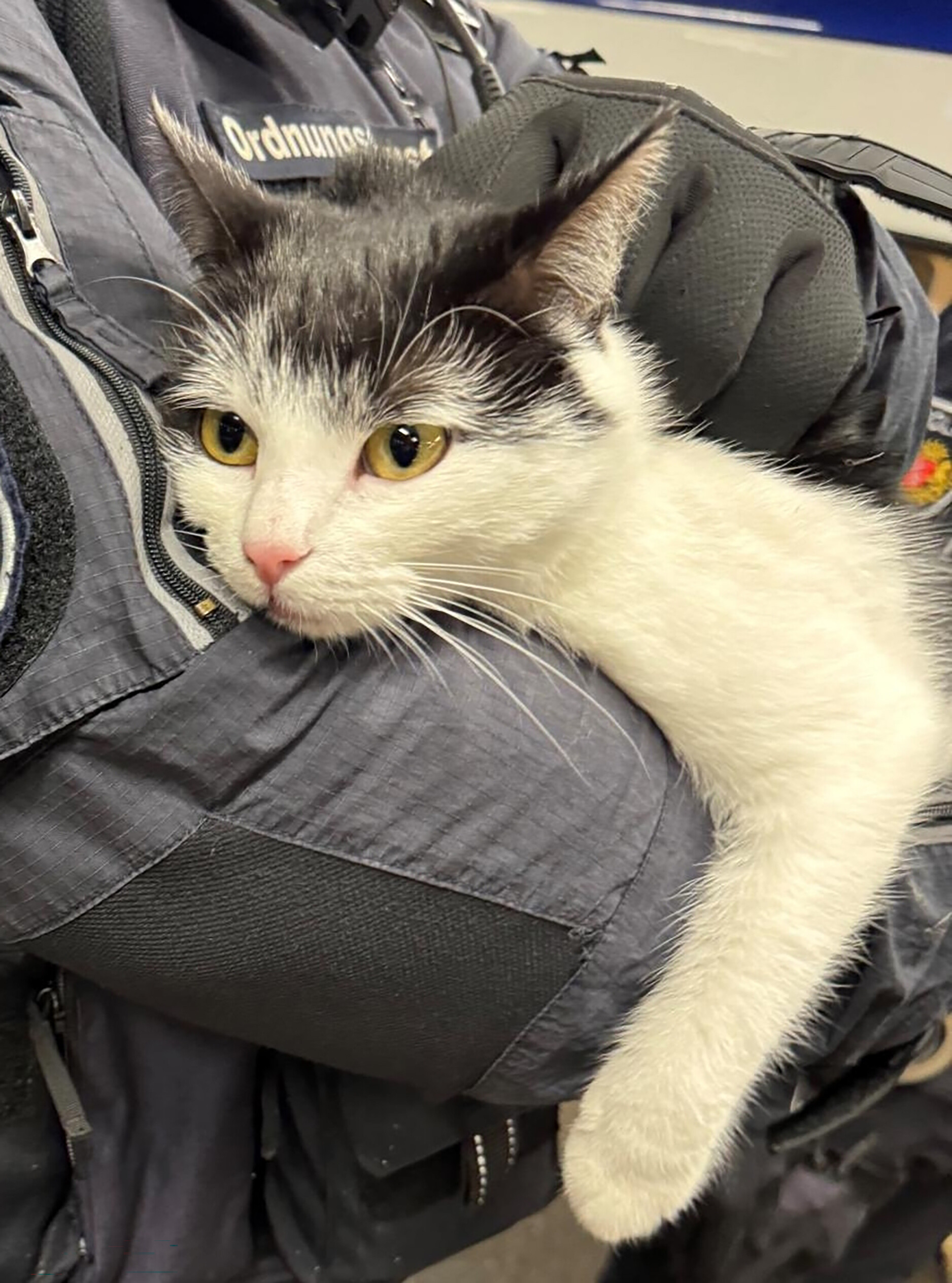 Die Katze wurde von den Polizisten der Bremer Katzenhilfe übergeben.