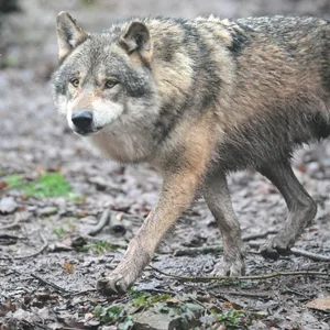 Ein Wolf läuft über Erde.