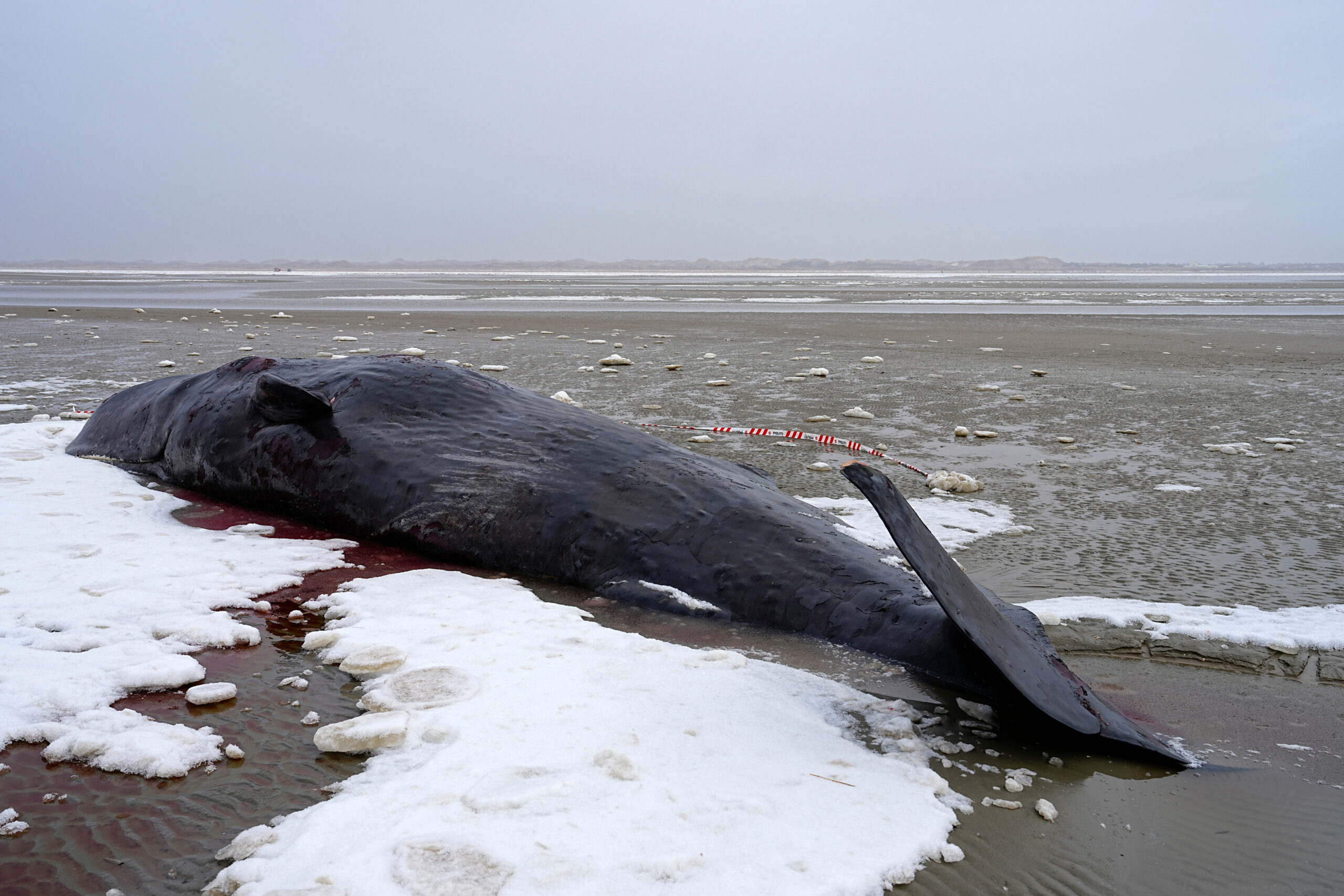 Auf der Insel Fanø sind mehrere Pottwale gestrandet, bislang sind drei davon tot.