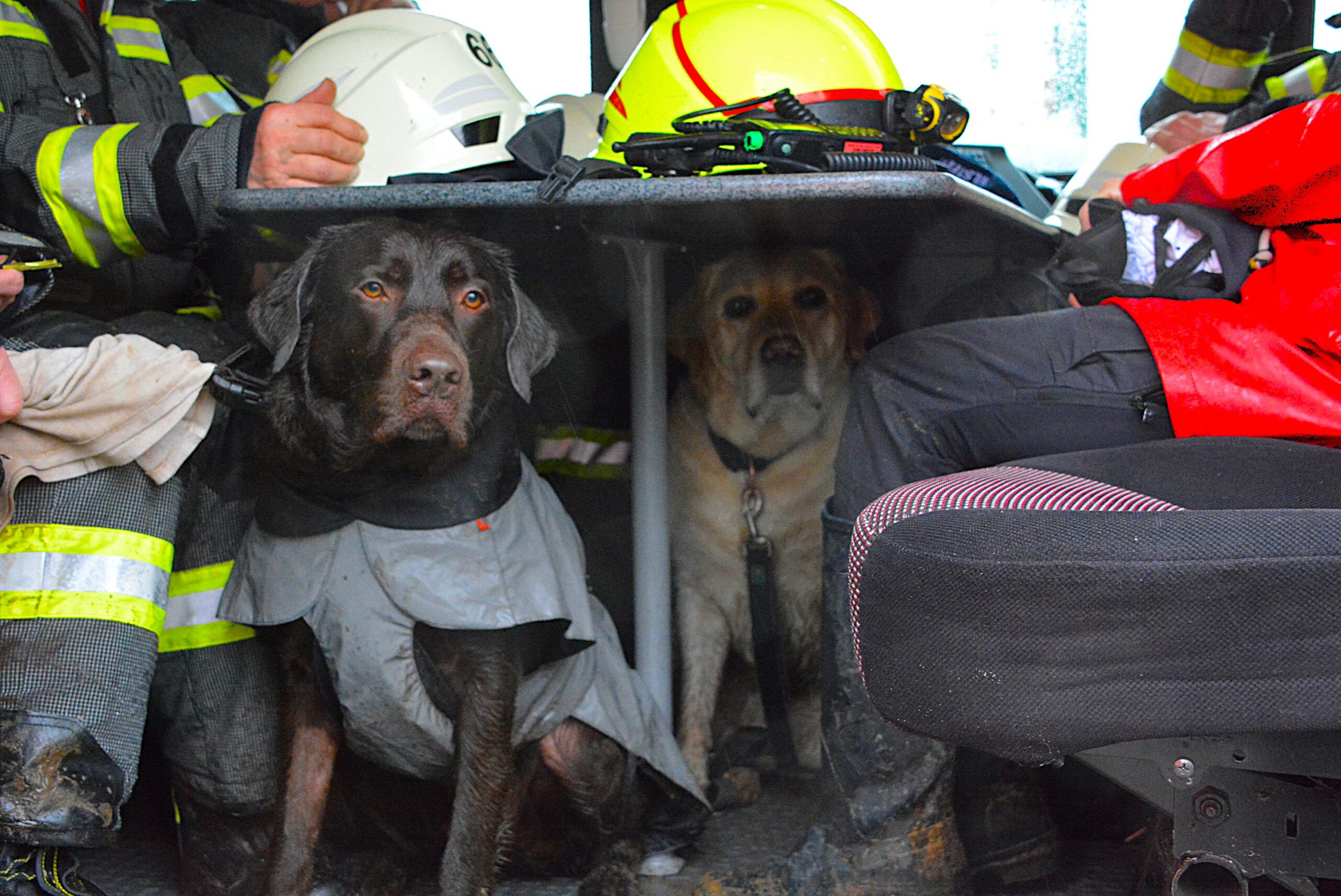 In Tangstedt ist ein Hund im Eis eingebrochen und wurde danach von der Feuerwehr nach Hause gefahren.