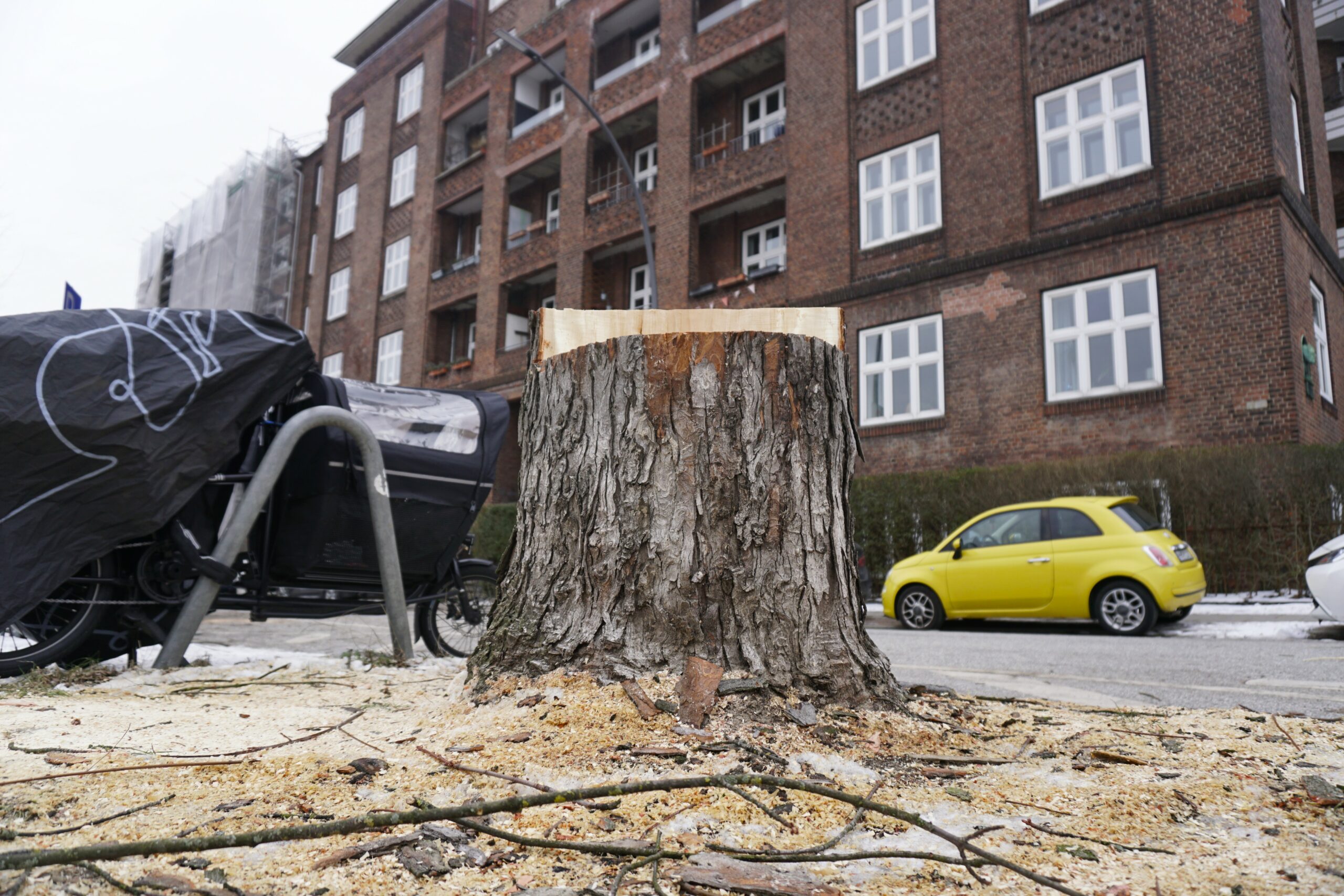 Hamburg Eimsbuettel Baum Fällungen am Schlump Ahorn Geblieben sind nur noch Stümpfe: In der Gustav-Falke-Straße wurden fünf Bäume gefällt. Noch neun weitere sollen im Bereich der Kreuzung folgen.