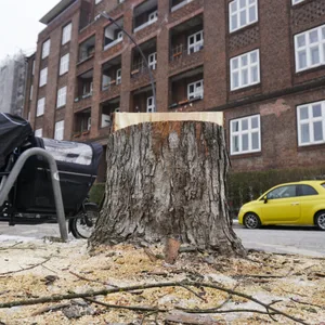 Geblieben sind nur noch Stümpfe: In der Gustav-Falke-Straße wurden fünf Bäume gefällt. Noch neun weitere sollen im Bereich der Kreuzung folgen.