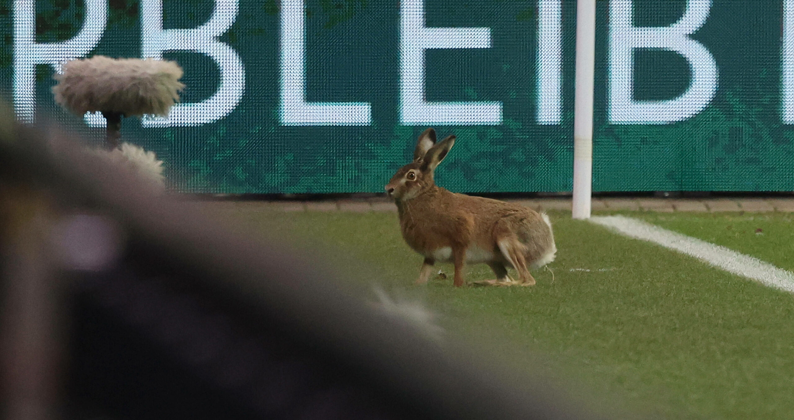 Hase auf dem Fußballplatz in Kiel