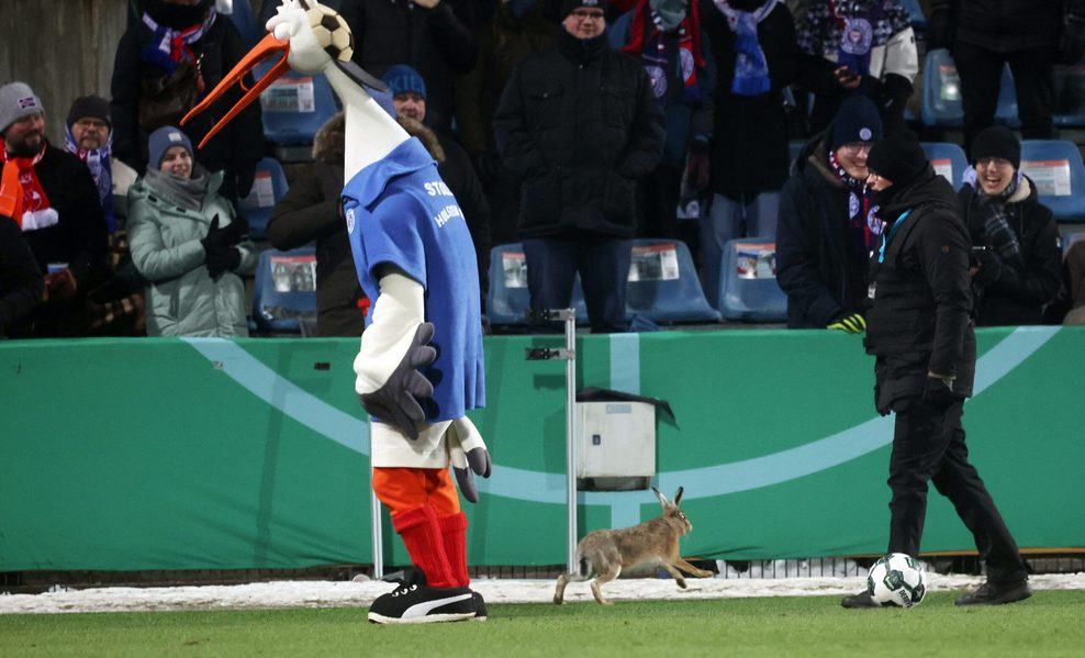 Hase auf dem Kieler Rasen