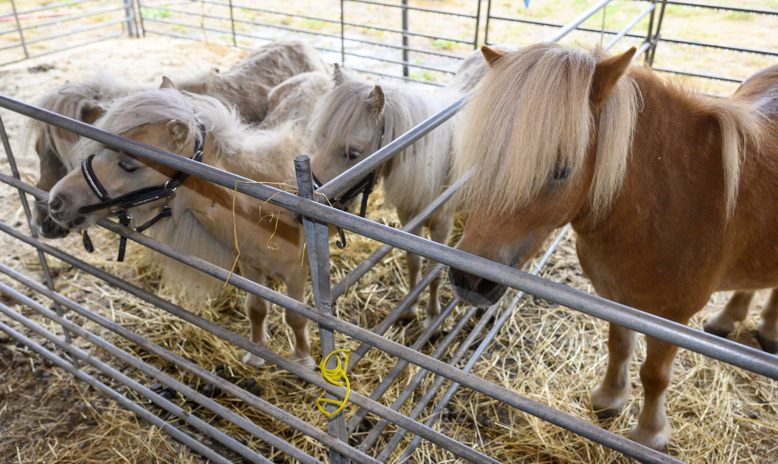 Ponys in einem Stall