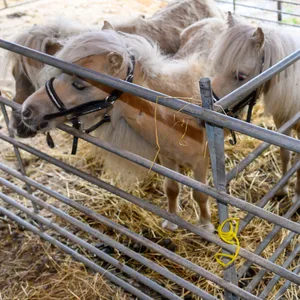 Ponys in einem Stall