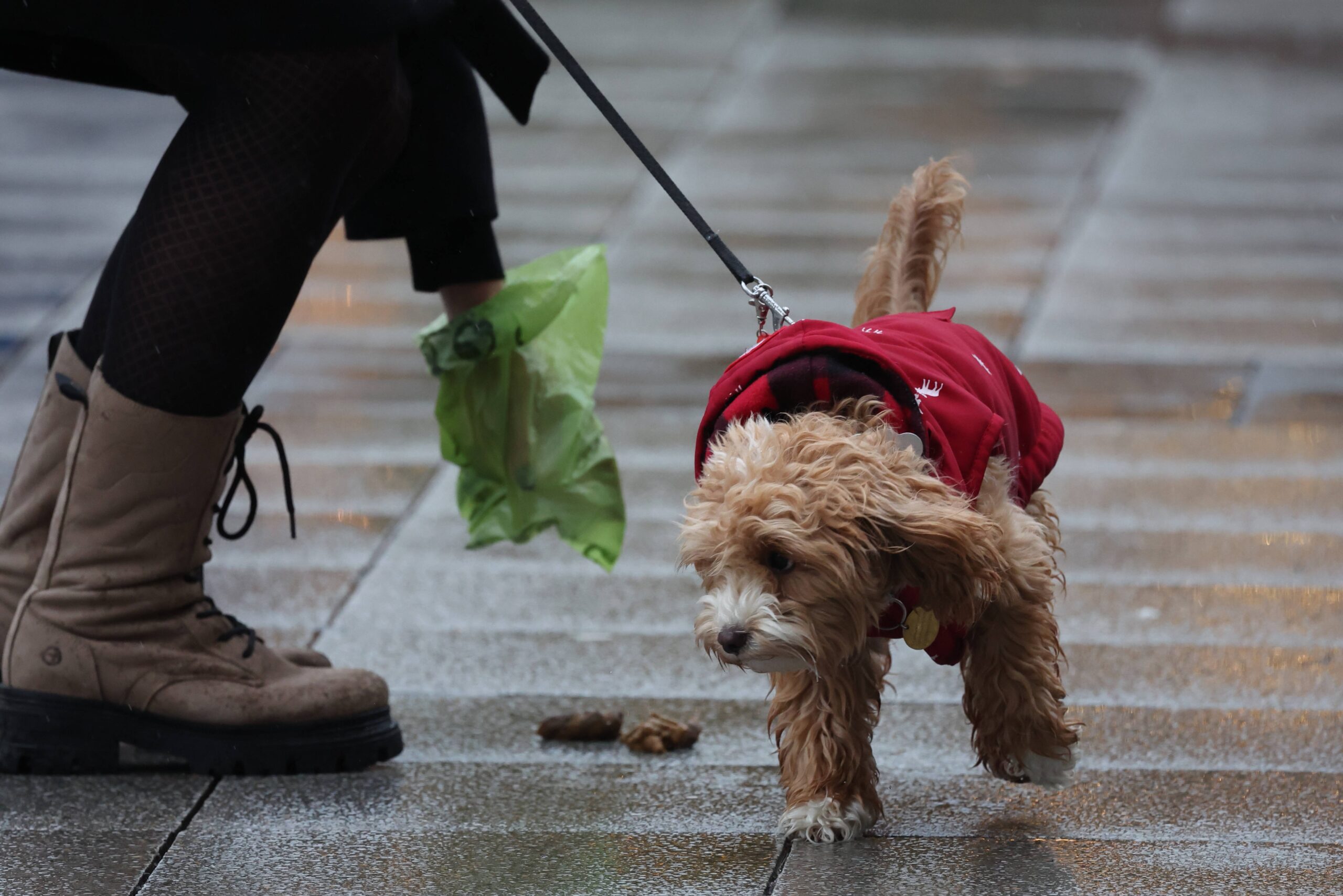 Hundekot liegenlassen wird teuer.