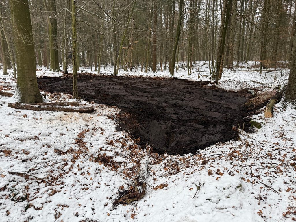 Ein Stück im schneebedeckten Wald ist umgegraben.