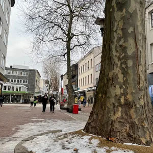 Fußgängerzone Harburg: Platanen sollen gefällt werden.