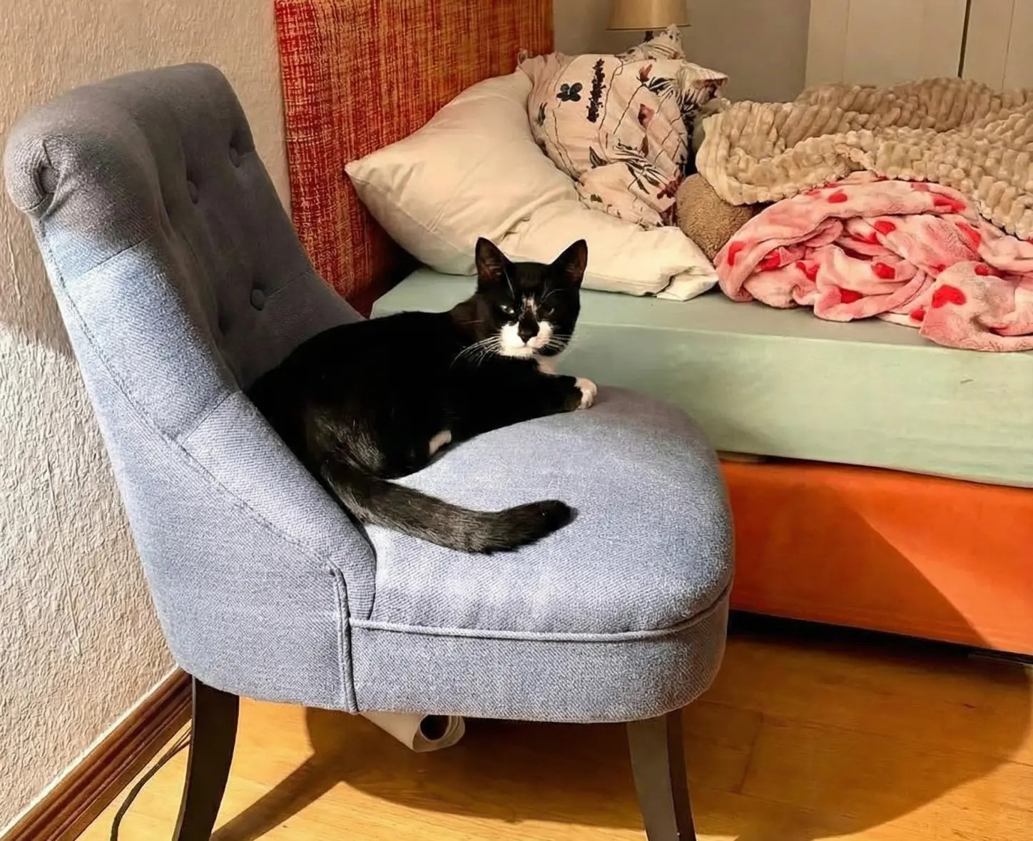 Katzenpension statt Ferienhausvermietung: Claudia Kochanek hatte Kater Tommy bei sich aufgenommen.