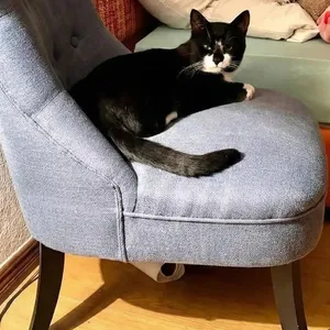 Katzenpension statt Ferienhausvermietung: Claudia Kochanek hatte Kater Tommy bei sich aufgenommen.