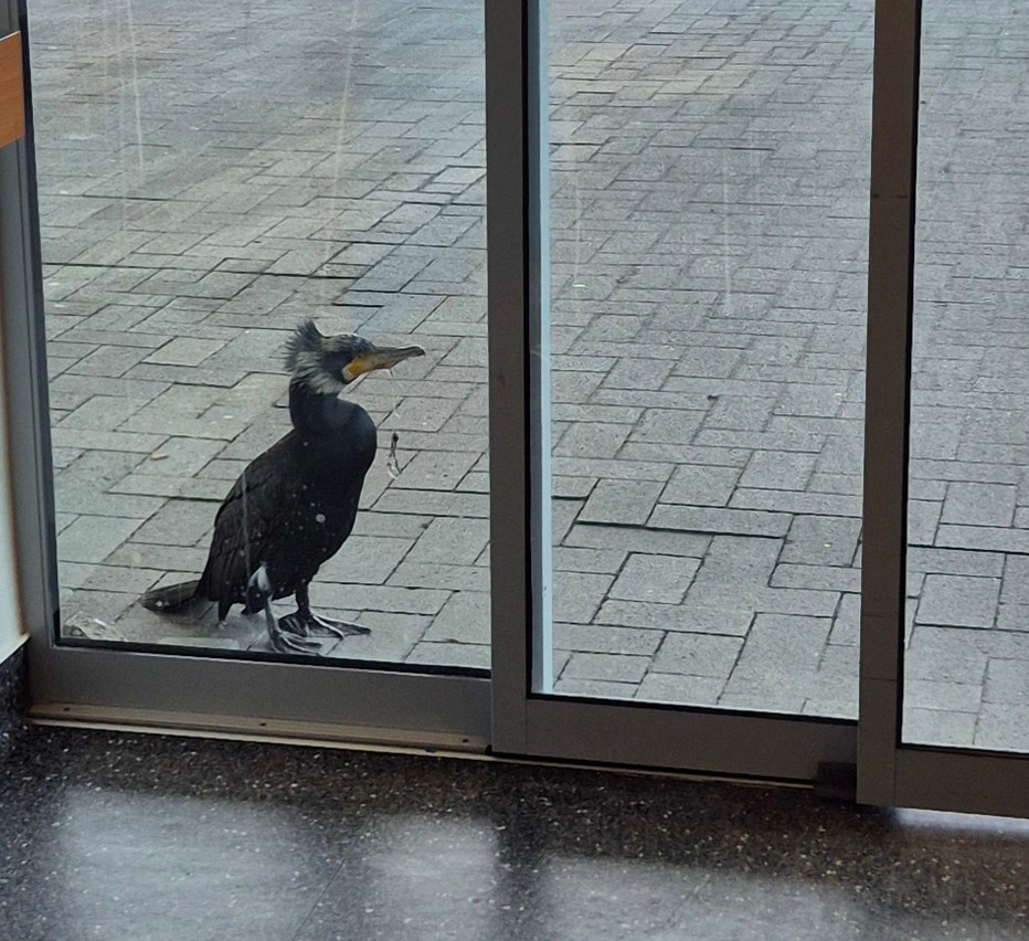 Kormoran sitzt vor der Tür