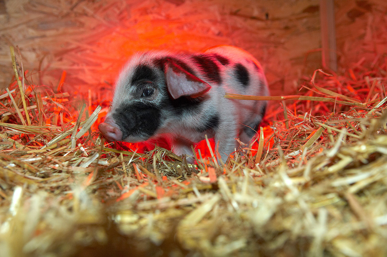 Ein neugeborenes Ferkel im Tierpark Arche Warder