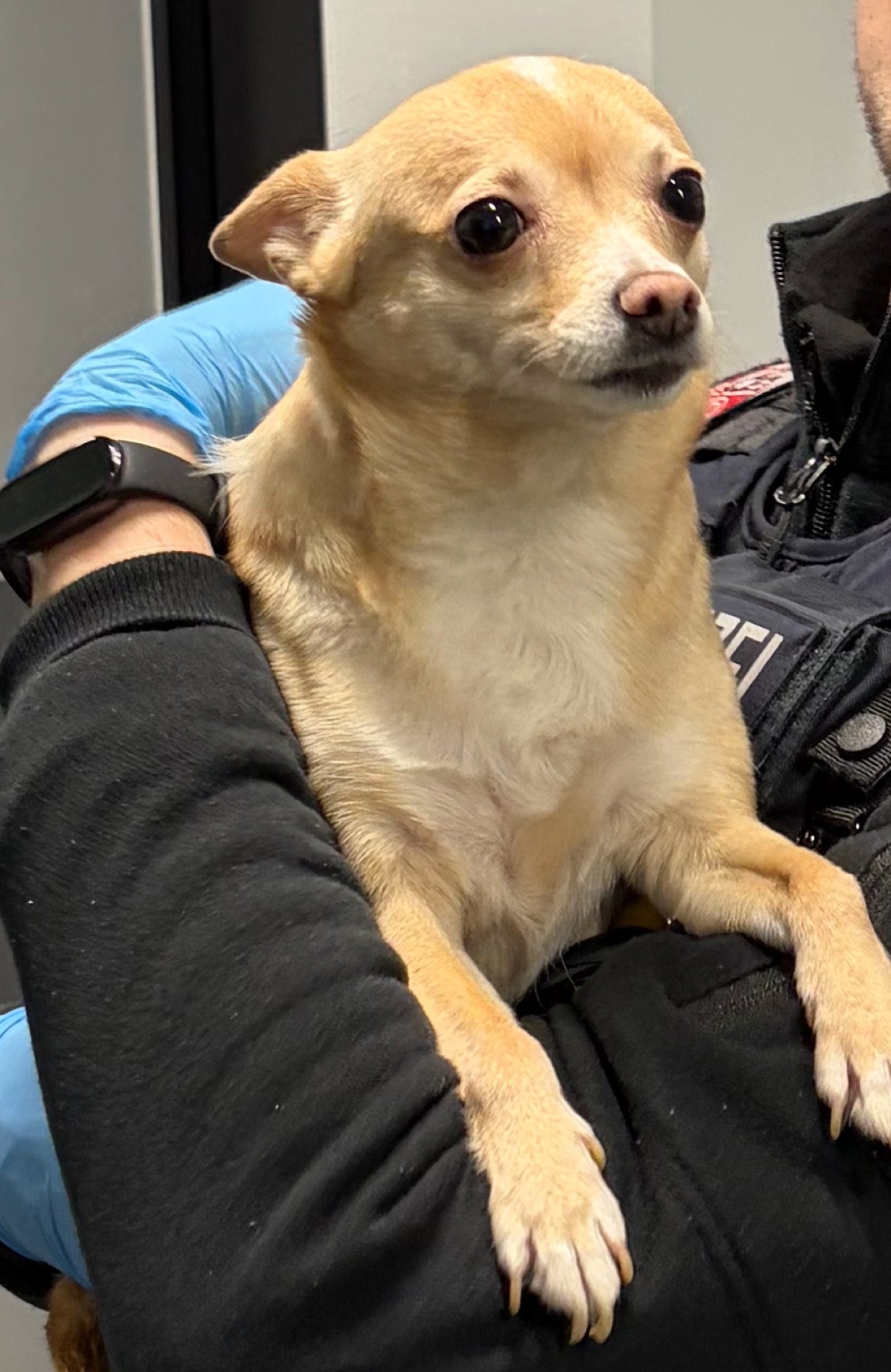 Hund Bella Polizei Winsen Luhe