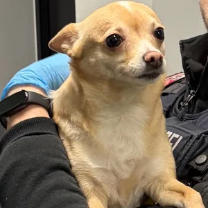 Hund Bella Polizei Winsen Luhe