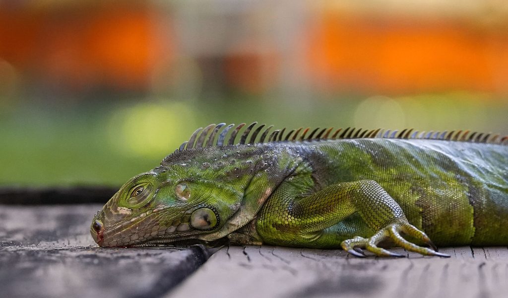 rekord-k-lte-in-florida-sorgt-f-r-seltenes-ph-nomen