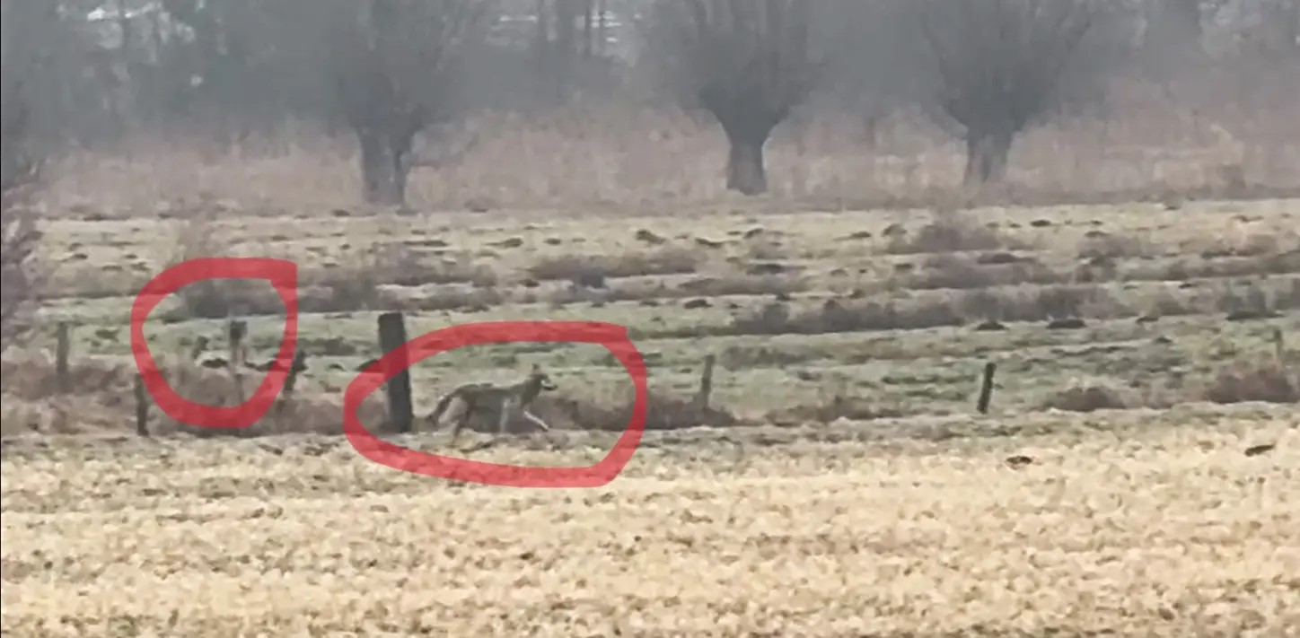 Die beiden Wölfe waren gemeinsam in Barmstedt unterwegs.