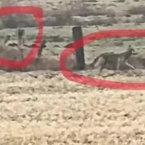 Die beiden Wölfe waren gemeinsam in Barmstedt unterwegs.