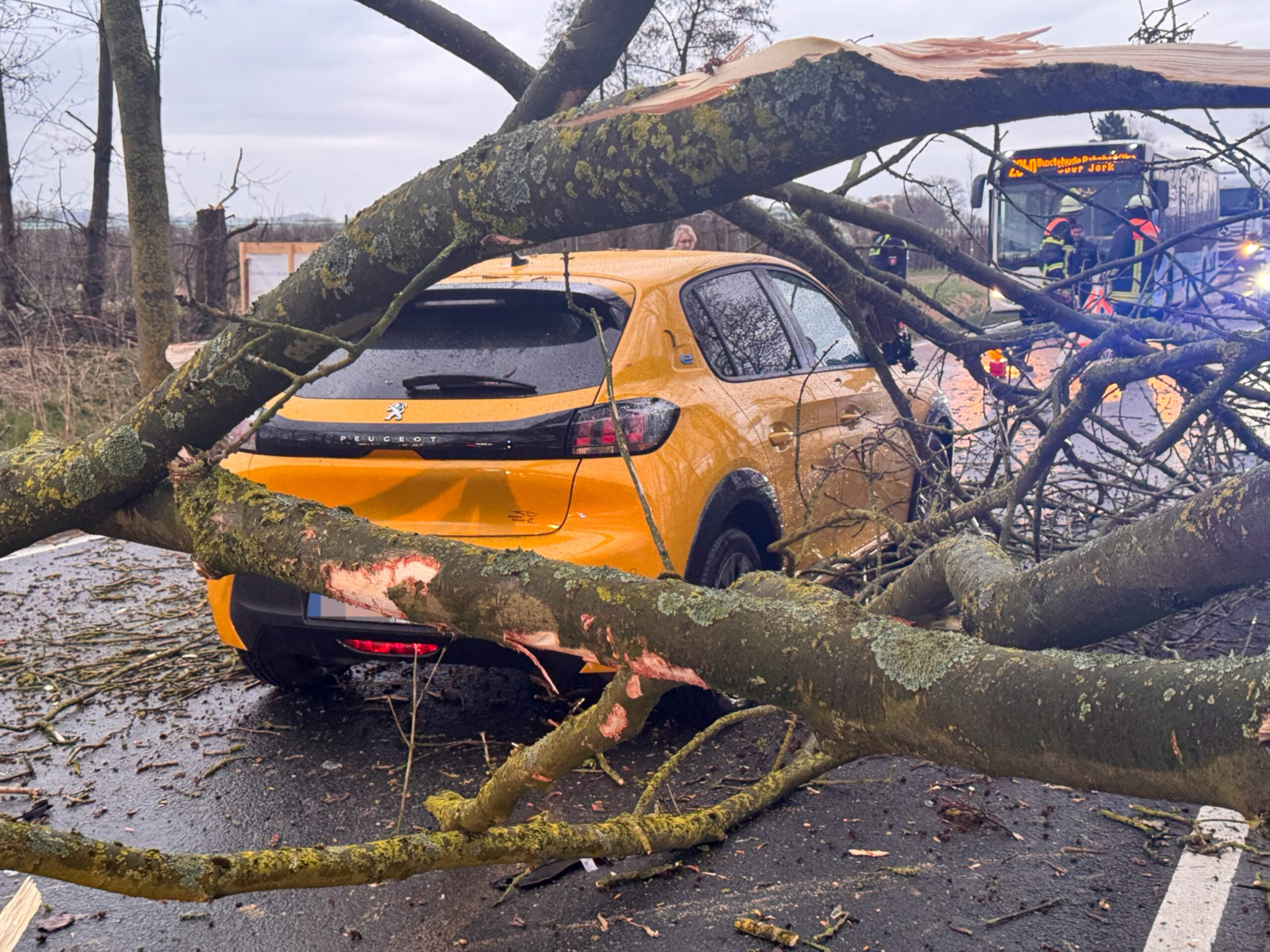 Zwei Autos wurden von einem Baum getroffen.