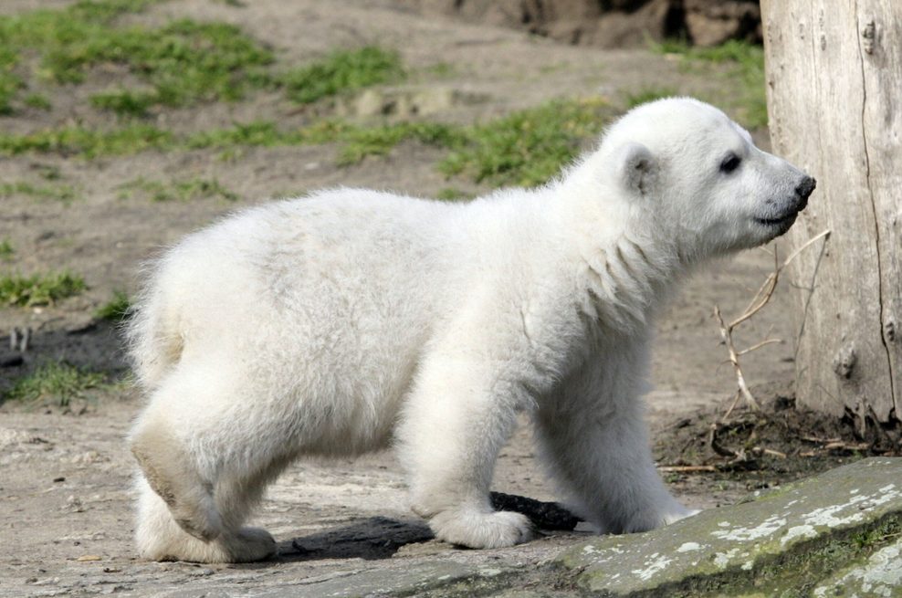 Eisbär Knut 2010 bei seinem ersten Ausflug im Freigehege