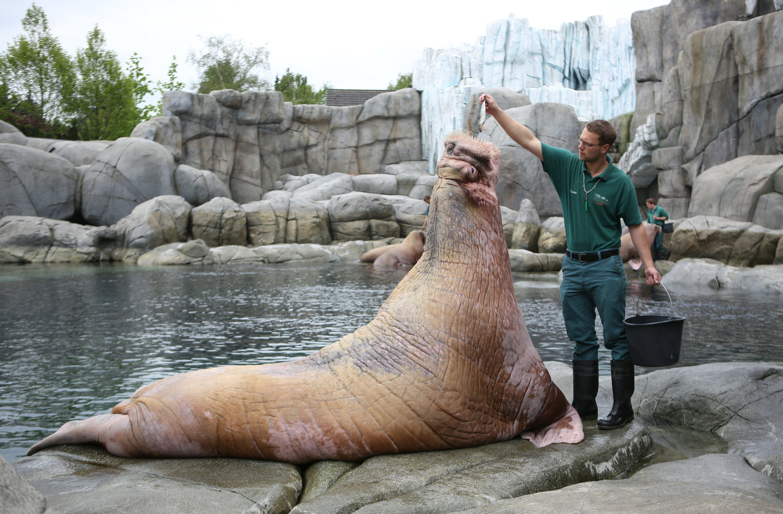 Odin Walross Tierpark Hagenbeck Hamburg
