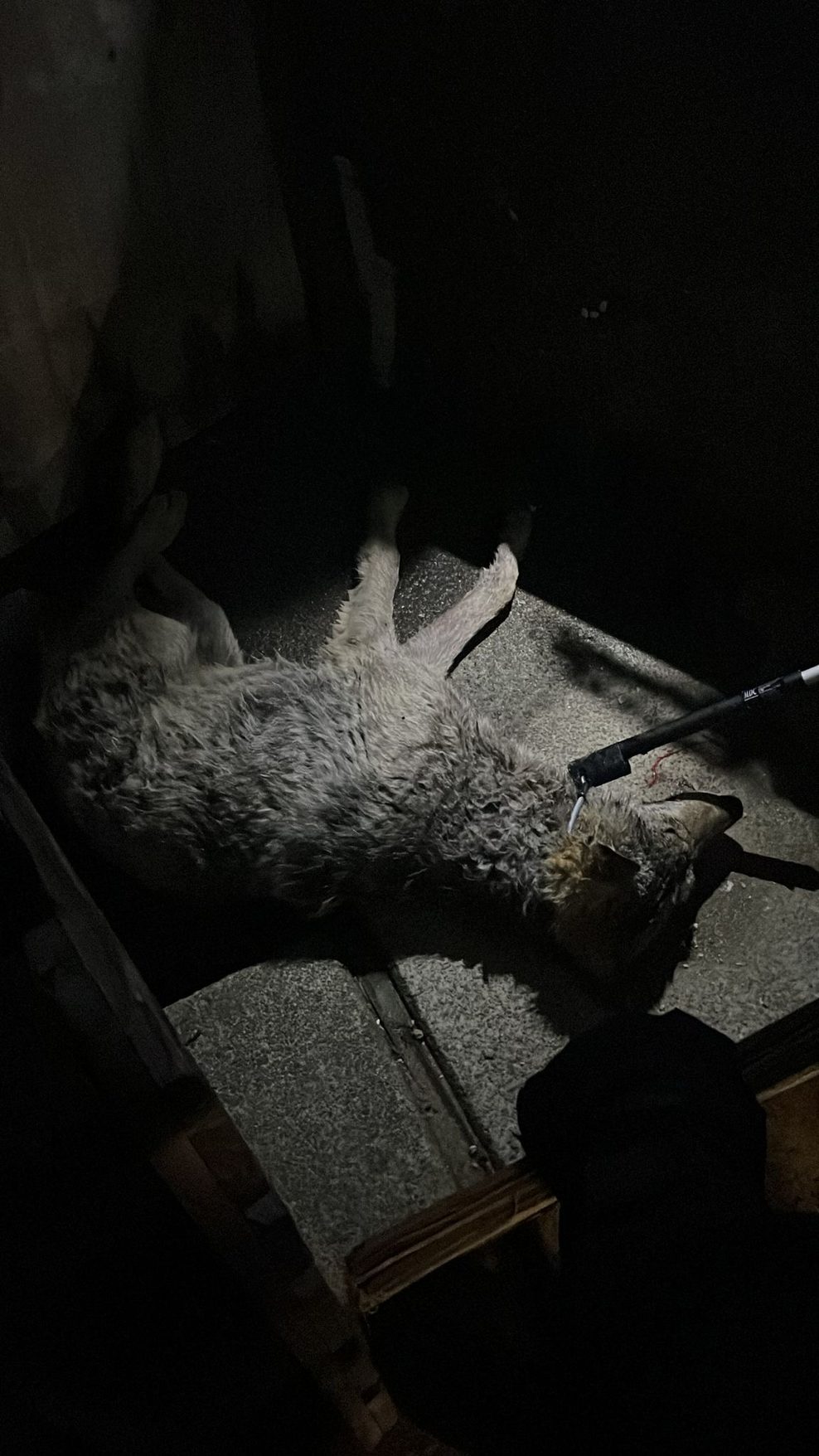 Wolf Hamburg