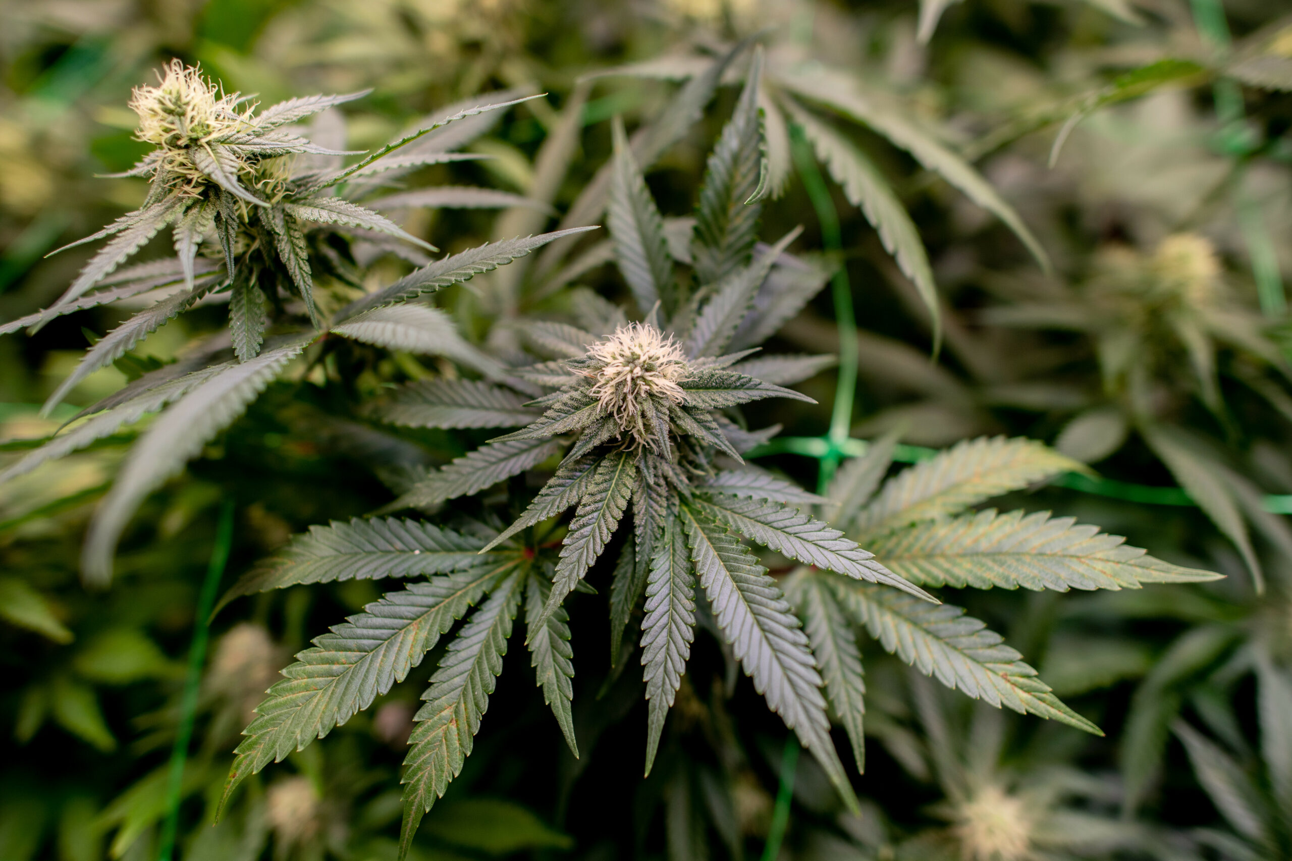 Eine Cannabis-Pflanze.
