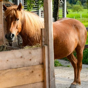 Ein Pony