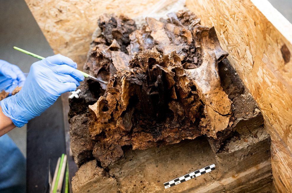 Corinna Mayer, Restaurateurin, untersucht in der Restaurierungswerkstatt vom Schloss Gottorf einen rund 10.500 Jahre alten Auerochsenschädel.