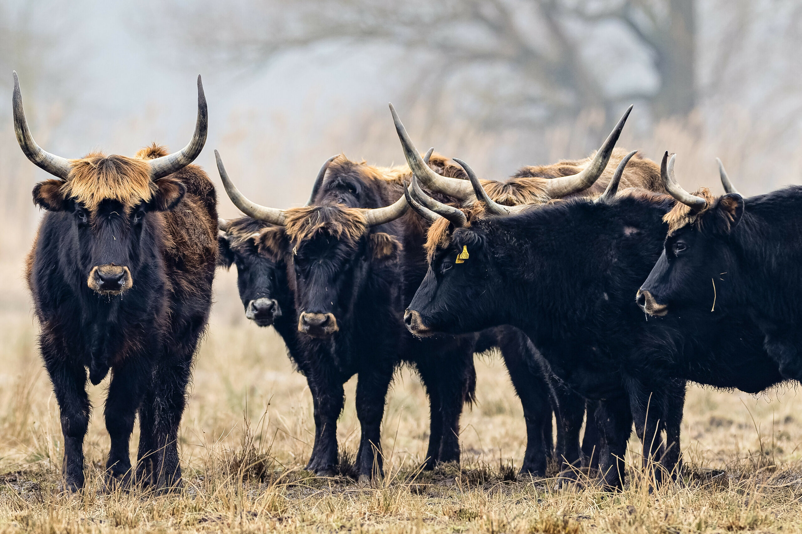 Auerochsen stehen auf einer Weide. (Symbolbild)