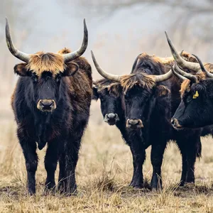 Auerochsen stehen auf einer Weide. (Symbolbild)