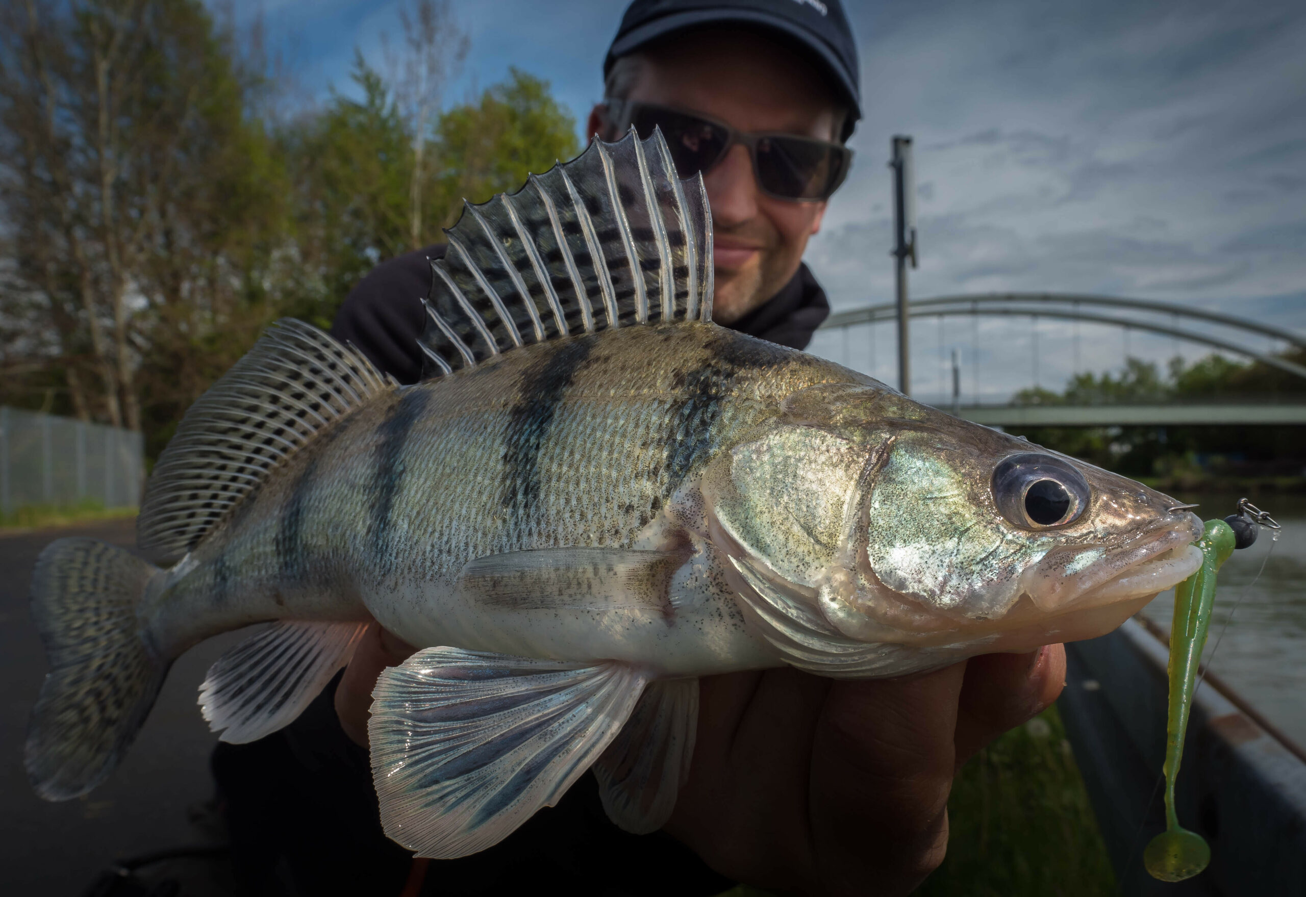 Angler zeigt Fisch mit Streifen und hoher Rückenflosse