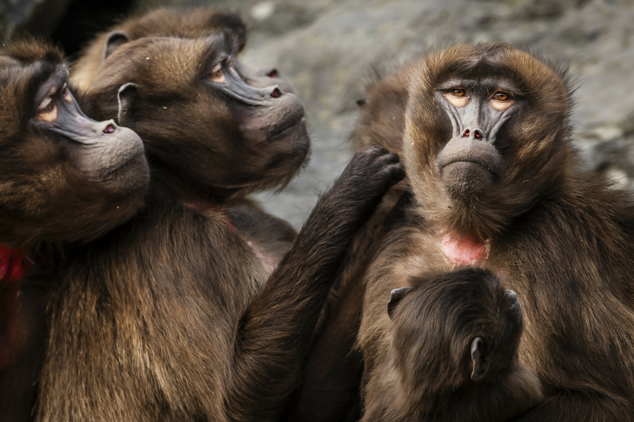 Eine Gruppe von Dschelada Affen im Zoo Zürich.