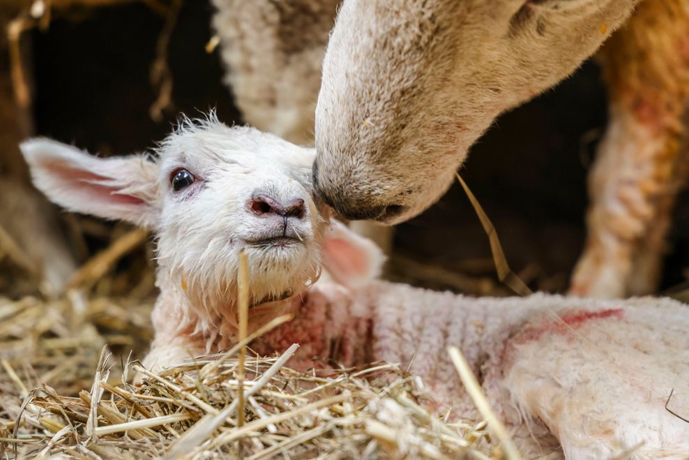 Ein Schaf (r) beschnuppert sein soeben geborenes Lamm. In Schleswig-Holstein hat mit der Lammzeit die wichtigste Zeit des Jahres für Schäferinnen und Schäfer begonnen.