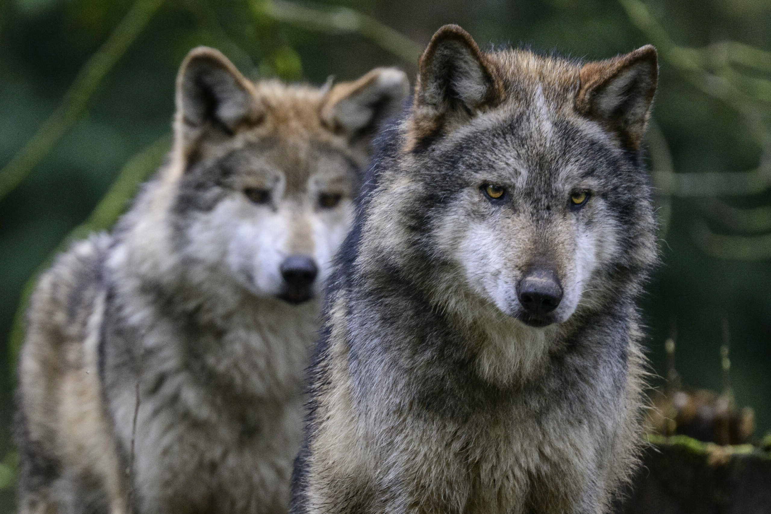 Woher kommt der Wolf, von dem der Hund abstammt? (Symbolbild)
