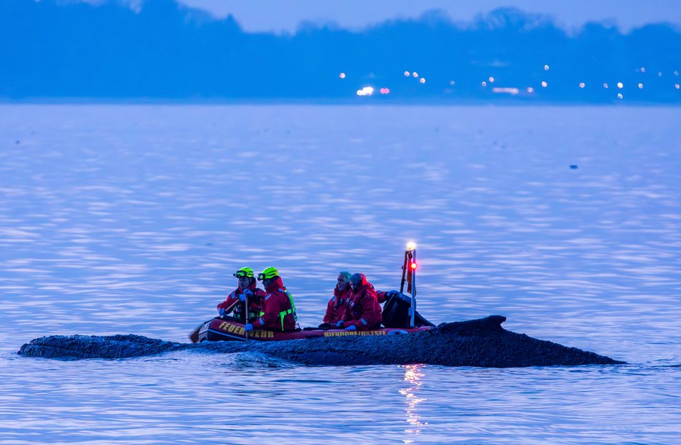 Rettungskräfte versuchten am Abend, den gestrandeten Buckelwal wieder in tiefes Wasser zu bringen.