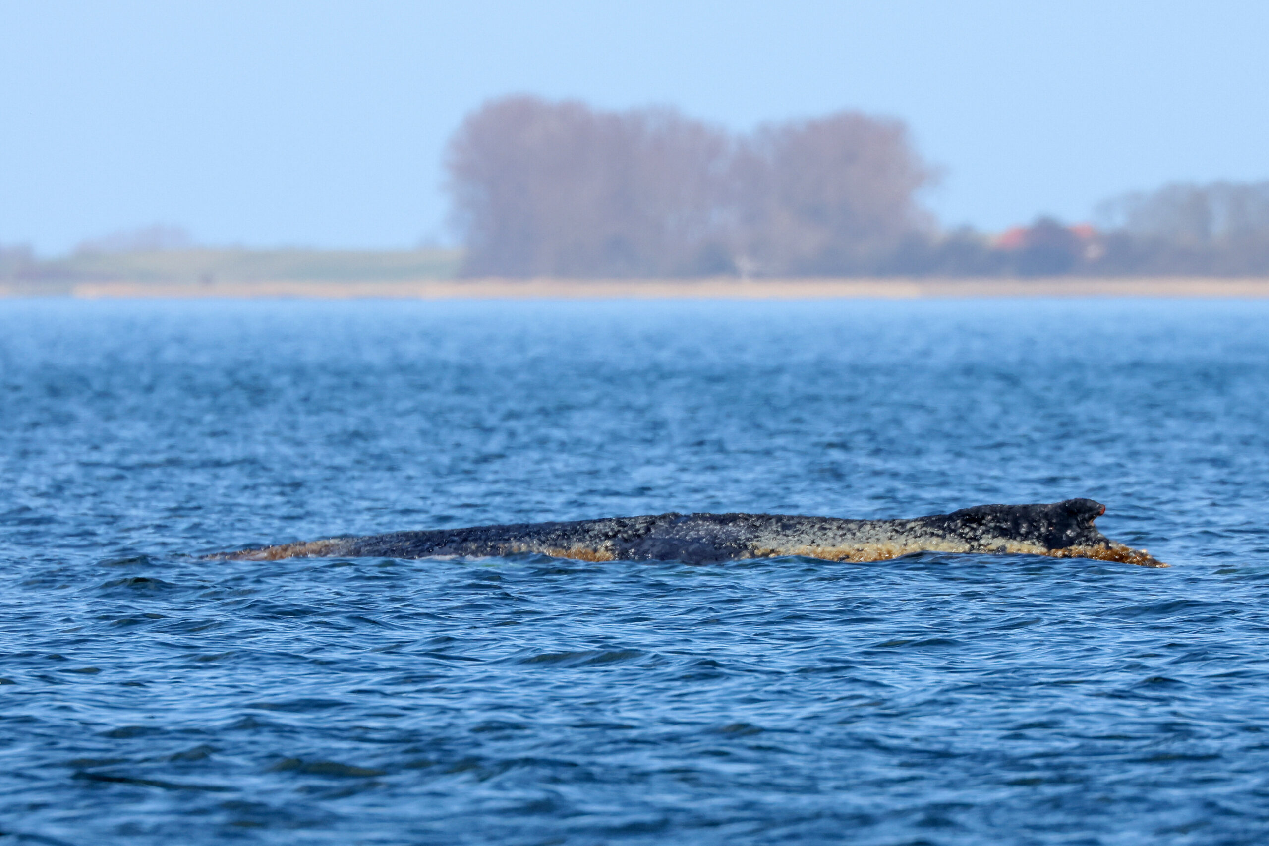Wal Küste Meer Sand Wasser gestrandet