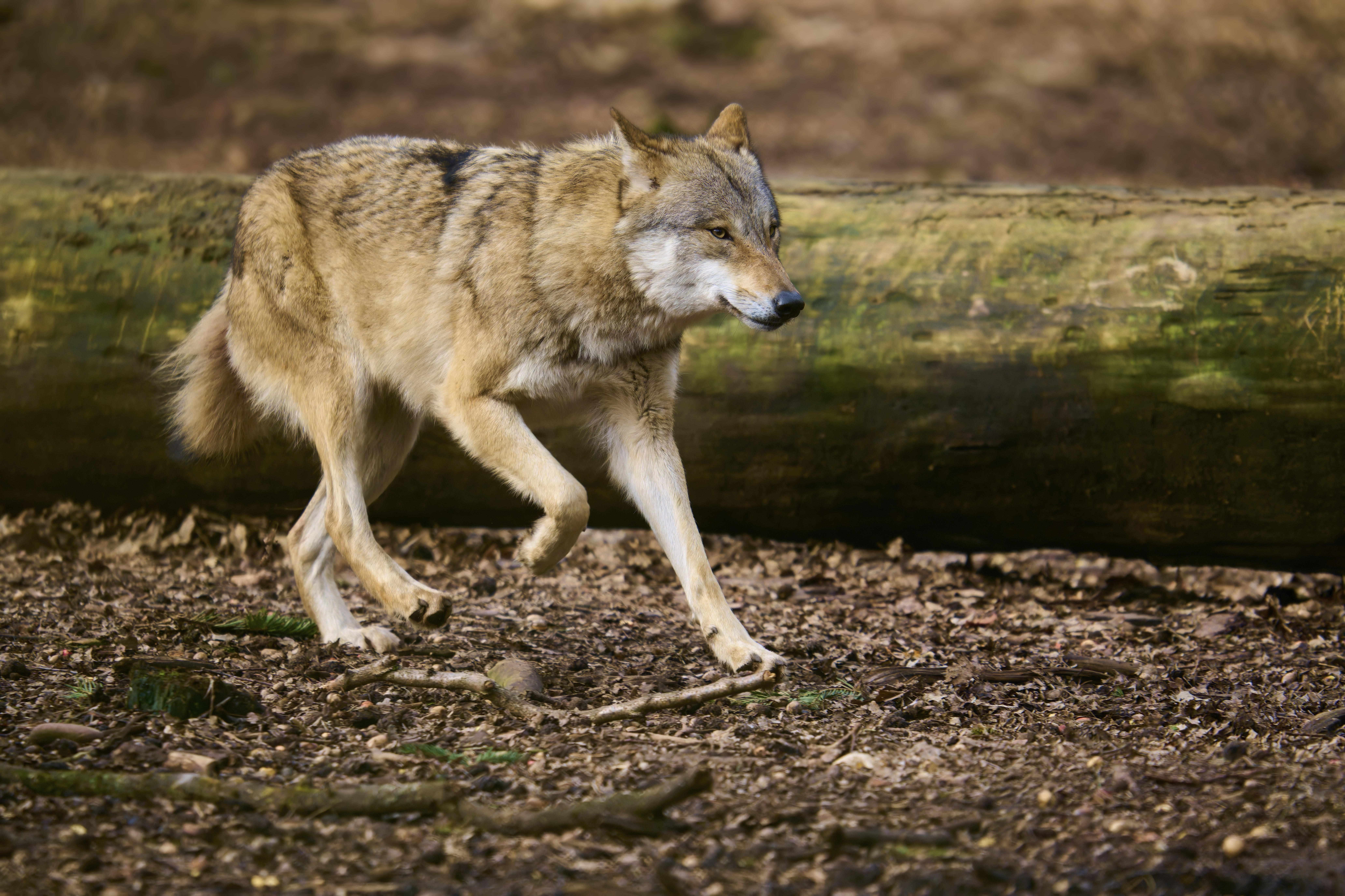 Ein Wolf läuft durch einen Wald. Nun wurde auch in Hamburg ein Wolf gesichtet. (Symbolbild)