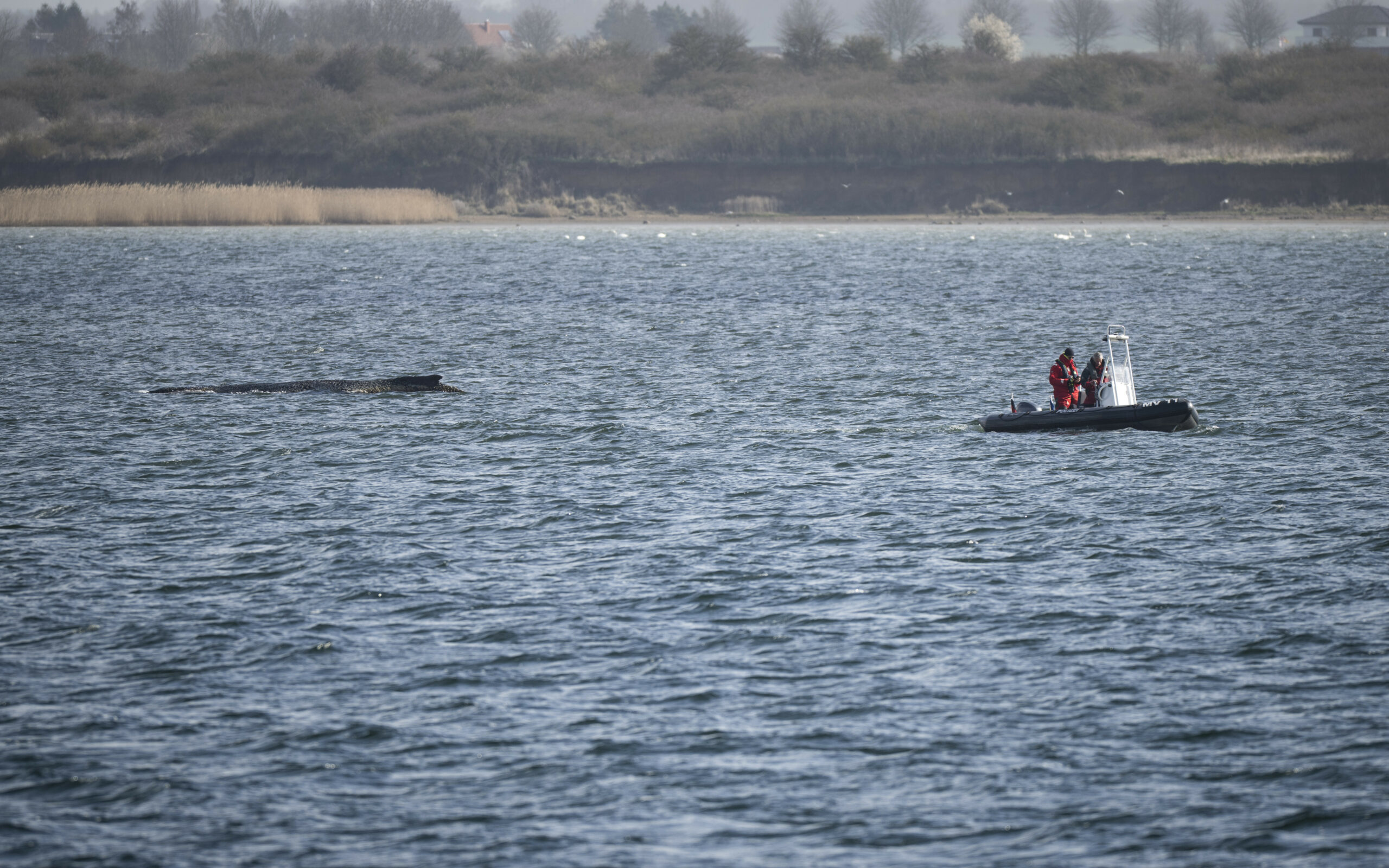 Ein Schlauchboot der Polizei fährt an den Buckelwal heran, der noch immer in der Wismarer Bucht liegt.