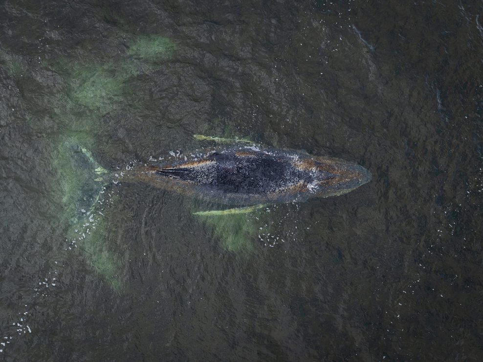 Diese Drohnenaufnahme zeigt den Wal in der Wismarbucht.