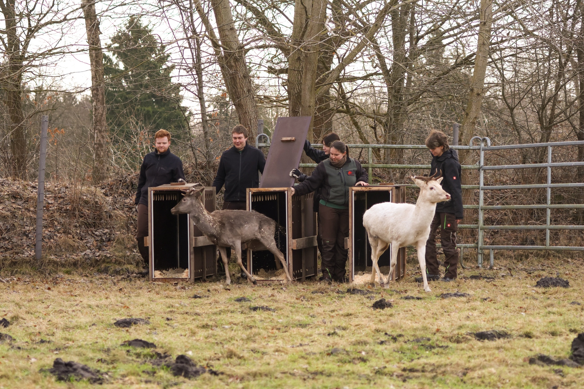 Damhirsche werden aus Boxen entlassen