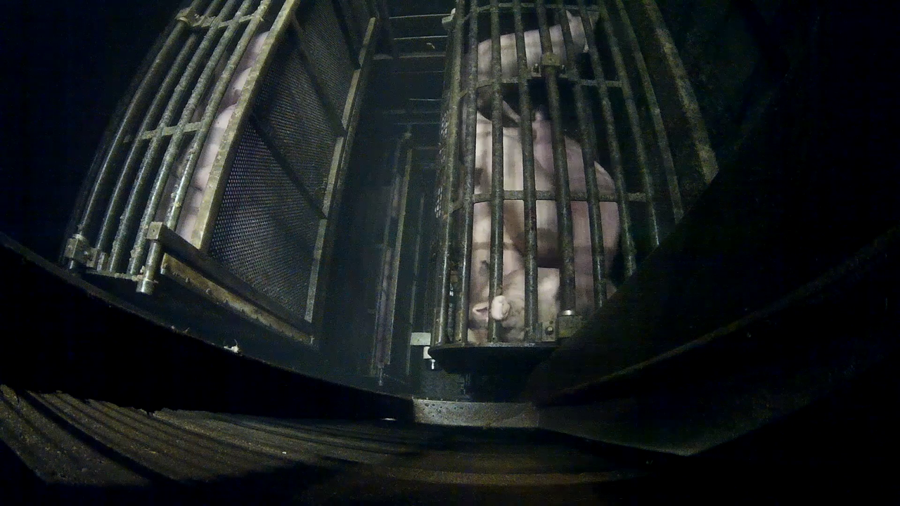 Schweine in einem Metallkäfig.